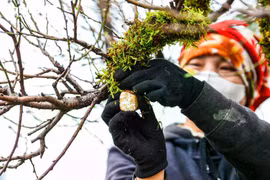 Chủ vườn ở Hà Nội đắp rêu giữ ẩm, chăm đào cổ thụ đón Tết Nguyên đán