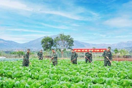 Tăng gia sản xuất, bảo đảm nguồn thực phẩm sạch cho bộ đội