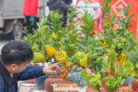 Phật thủ bonsai mini giá nửa triệu hút khách