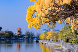 Choáng ngợp đường hoa kèn vàng rực rỡ bên sông Long Bình, đẹp như tranh