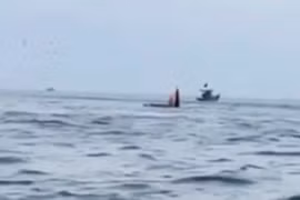 Cá voi há miệng đớp mồi trên biển Mũi Né