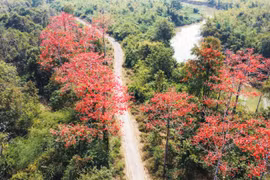 Cao nguyên Pleiku thắm sắc pơ lang