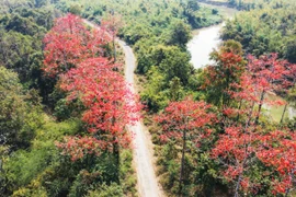 Cao nguyên Pleiku thắm sắc pơ lang