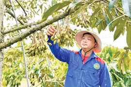 Minh bạch “lý lịch” để sầu riêng vươn xa