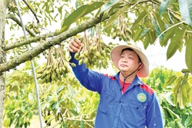 Minh bạch “lý lịch” để sầu riêng vươn xa