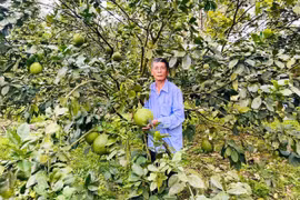 Sản xuất theo các tiêu chuẩn: “Chìa khóa” để mở rộng thị trường xuất khẩu