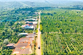 Dấu chân “cát trắng” trên cao nguyên đất đỏ