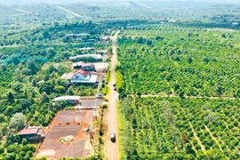 Dấu chân “cát trắng” trên cao nguyên đất đỏ