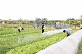 Sản xuất nông nghiệp sạch theo chuỗi “từ chuồng trại đến bàn ăn”