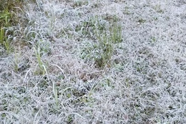 Nhiều địa phương dưới 10 độ C, đề phòng băng giá