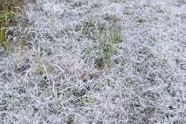 Nhiều địa phương dưới 10 độ C, đề phòng băng giá