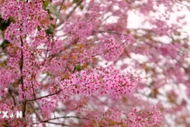 Lễ hội hoa mai anh đào Đà Lạt: Điểm đến mùa Xuân trên cao nguyên