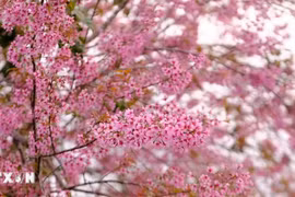 Lễ hội hoa mai anh đào Đà Lạt: Điểm đến mùa Xuân trên cao nguyên