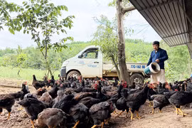 Người chăn nuôi thận trọng tái đàn