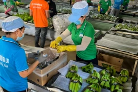 Bầu Đức tiếp tục chi hơn 60 tỉ đồng mua cổ phiếu Hoàng Anh Gia Lai