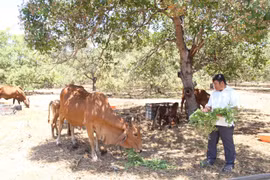 Dựng cơ đồ bạc tỷ trên cát trắng