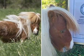 Ngộ nghĩnh chú ngựa lùn nhất thế giới