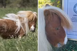 Ngộ nghĩnh chú ngựa lùn nhất thế giới