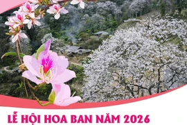 Lễ hội Hoa Ban năm 2026: Điểm hẹn mùa Xuân hấp dẫn
