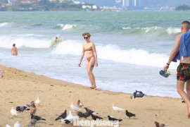 Cảnh tượng chim bồ câu níu chân du khách ở bãi biển Nha Trang