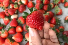 Giảm cân và đẹp da nhờ ăn dâu tây mỗi ngày