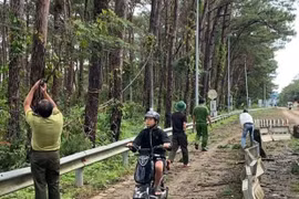 Phập phồng nỗi lo cây thông ven Quốc lộ 19 ngã đổ