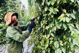 Giá hồ tiêu duy trì ở mức cao, người trồng phấn khởi