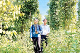 Canh tác hữu cơ để phát triển bền vững