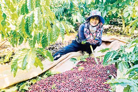 Canh tác xanh nền tảng cho nông nghiệp bền vững