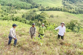 Đánh thức tiềm năng phát triển rừng gỗ lớn