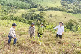 Đánh thức tiềm năng phát triển rừng gỗ lớn