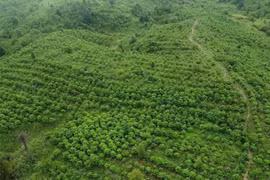 Báu vật Chư Mom Ray: Phục hồi 'kho báu' rừng nguyên sinh