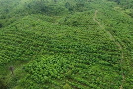 Báu vật Chư Mom Ray: Phục hồi 'kho báu' rừng nguyên sinh