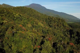 Rừng của muôn loài khỉ