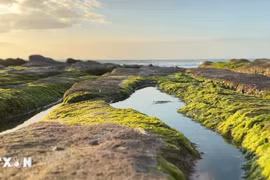 Mùa rêu xanh 'mỗi năm một lần' ở bãi biển Cổ Thạch