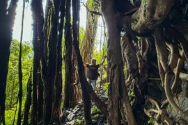 Rừng cổ thụ huyền bí quanh thác nước làng Á.