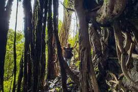 Rừng cổ thụ huyền bí quanh thác nước làng Á.