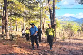 Gia Lai không xảy ra cháy rừng trong dịp Tết Bính Ngọ.