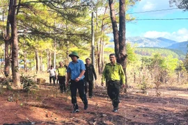 Gia Lai không xảy ra cháy rừng trong dịp Tết Bính Ngọ.