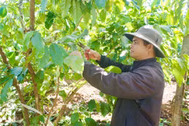 Đảng viên tiên phong, làng giảm nghèo bền vững.