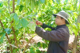 Đảng viên tiên phong, làng giảm nghèo bền vững.