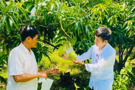 Hiệu quả từ mô hình trồng xoài theo hướng hữu cơ