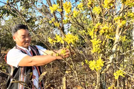 Về miền mai rừng