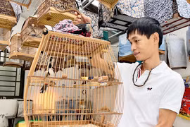 “Thần y trị điểu”