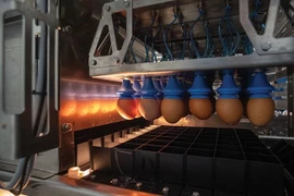 Nhật Bản sử dụng AI xác định giới tính gà con từ trong trứng