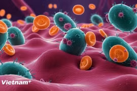 Phát hiện chiến lược để sống sót của vi khuẩn sau khi dùng kháng sinh