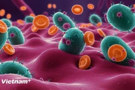 Phát hiện chiến lược để sống sót của vi khuẩn sau khi dùng kháng sinh