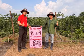 Giống chanh leo (King) Đài Nông 1 cho tỷ lệ đậu quả cao, chất lượng quả đáp ứng yêu cầu xuất khẩu