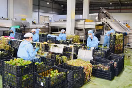 Phát triển khu công nghiệp xanh, hướng tới mô hình sinh thái