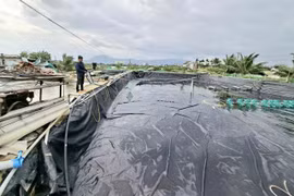 Thay đổi tư duy nuôi tôm để phát triển bền vững